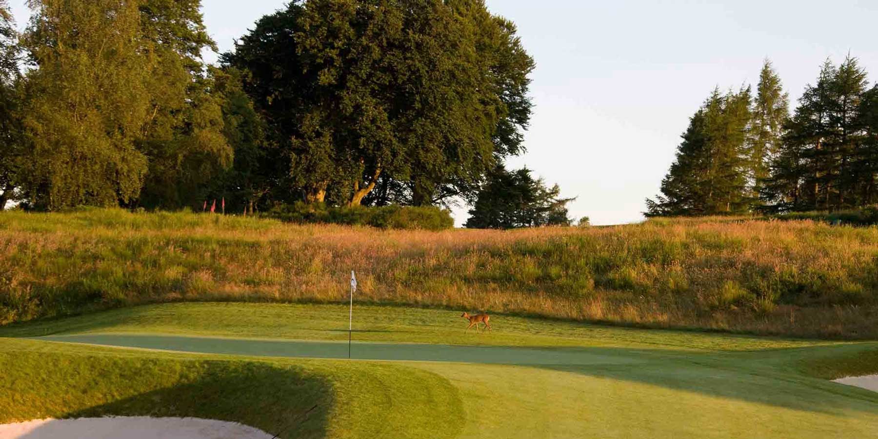 A deer walks across a golf green at Gleneagles