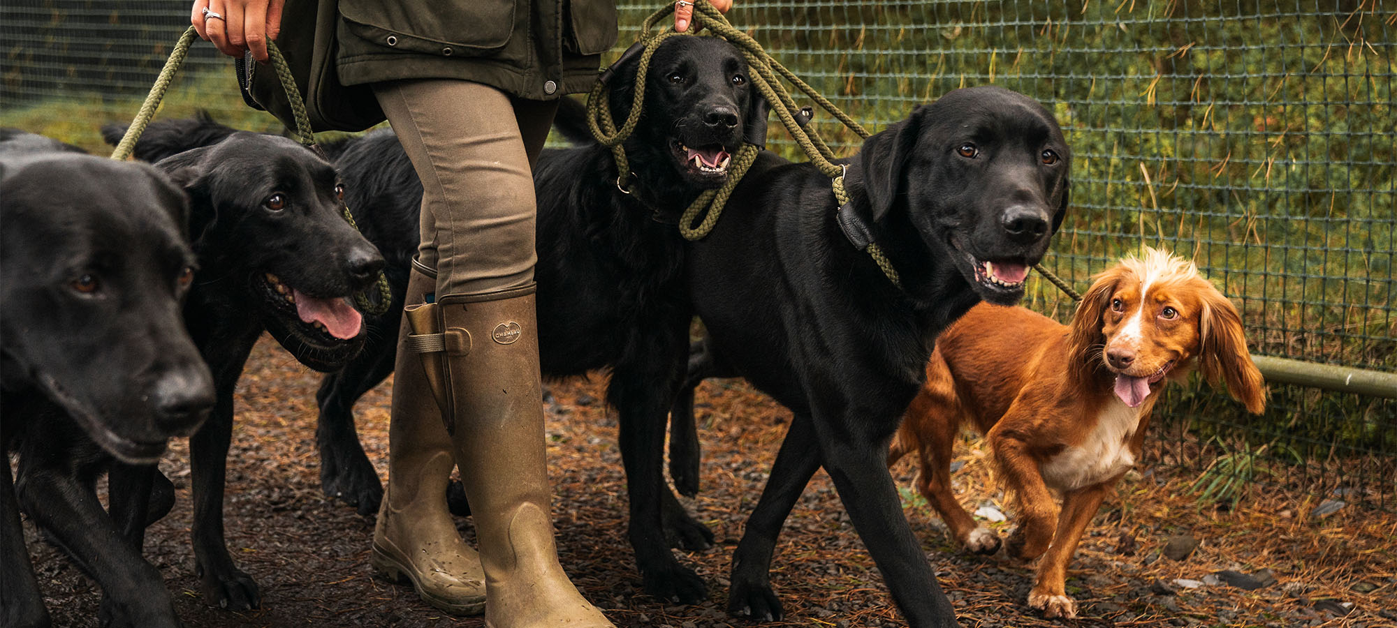 Centenary fashion dog obedience