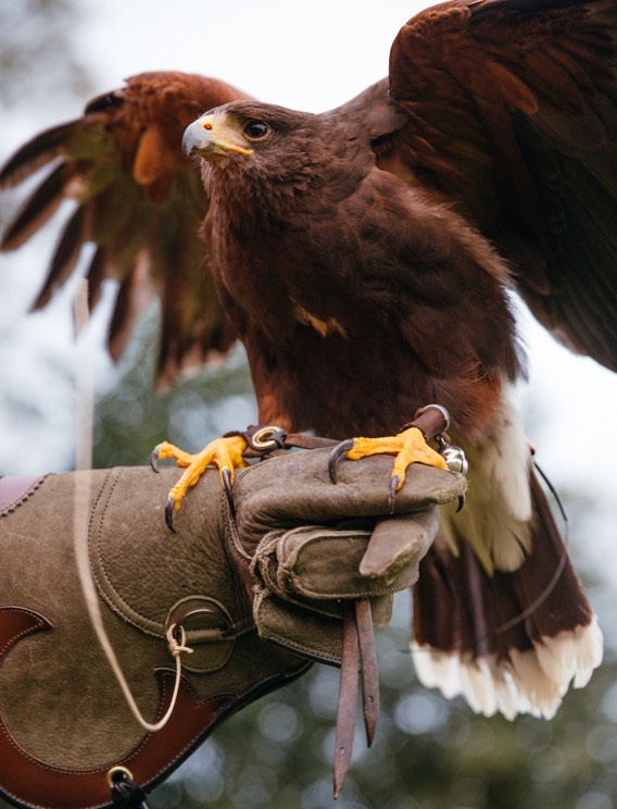 A Harris Hawk sits on a falconers glove