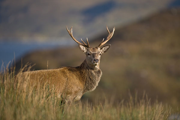 A stag looking towards the camera in the Scottish Highlands