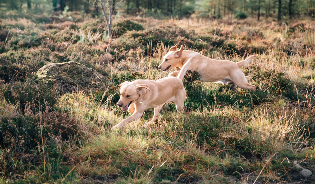 Two golden labradors running through heather