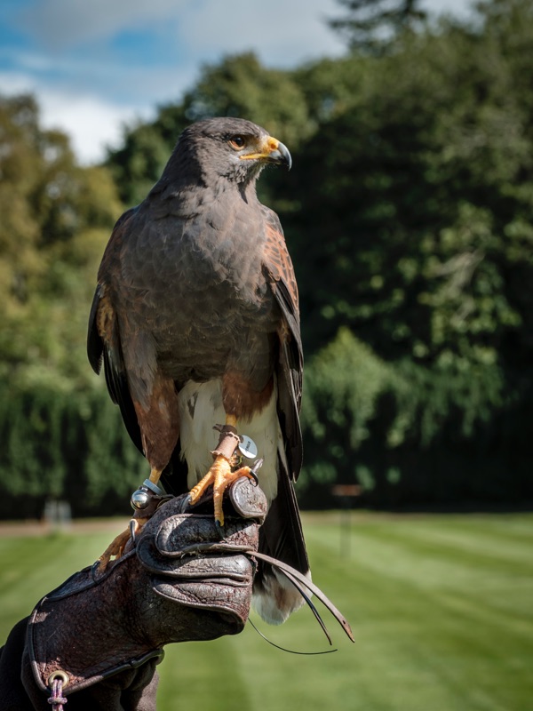 A Harris Hawk poised on top of a falconer's glove