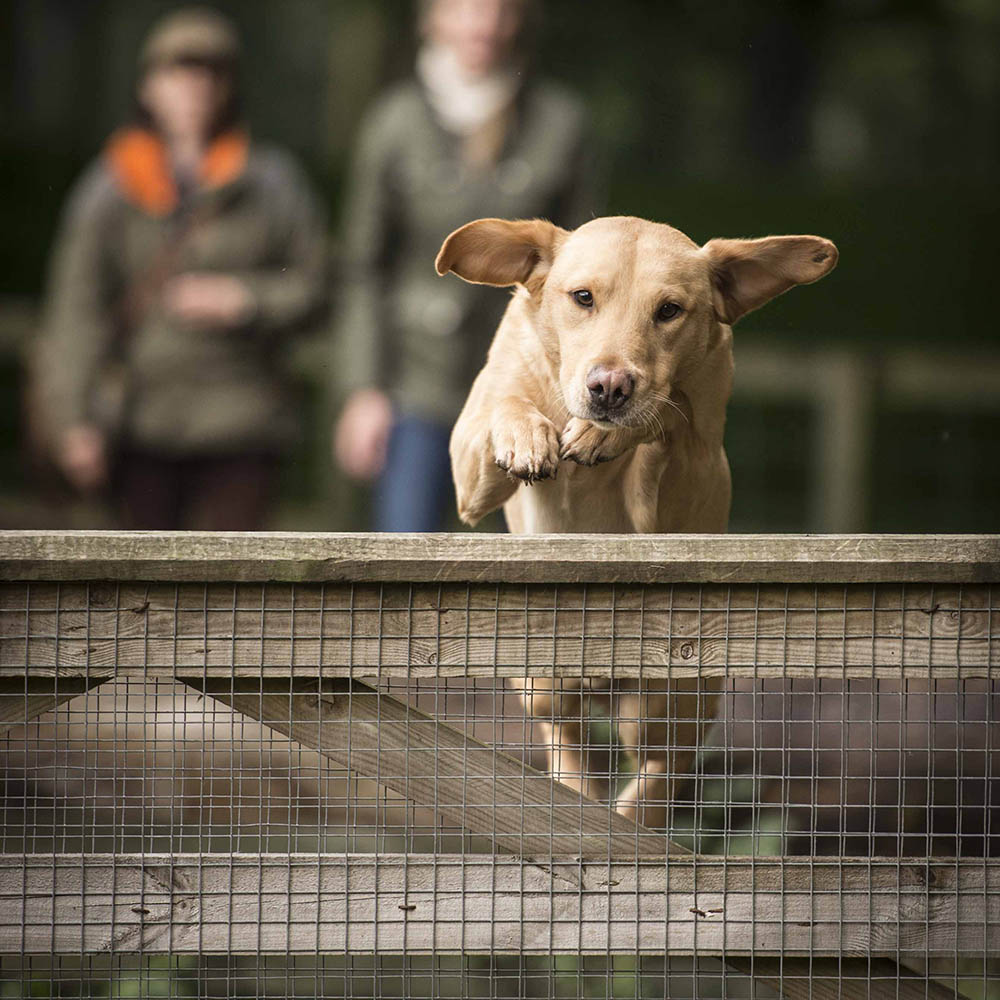 A gundog jumping a fence toward the camera