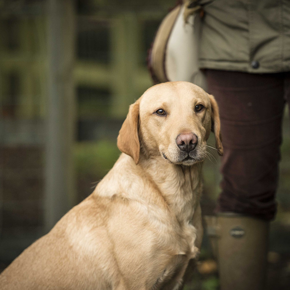 A golden Labrador looking at the camera