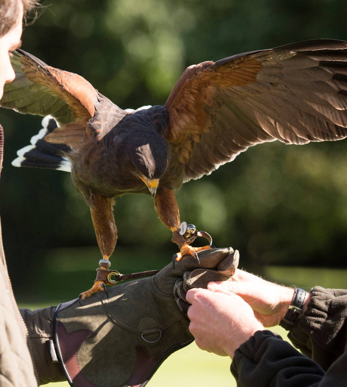 A man holds a Harris Hawk while being shown by a falconry instructor