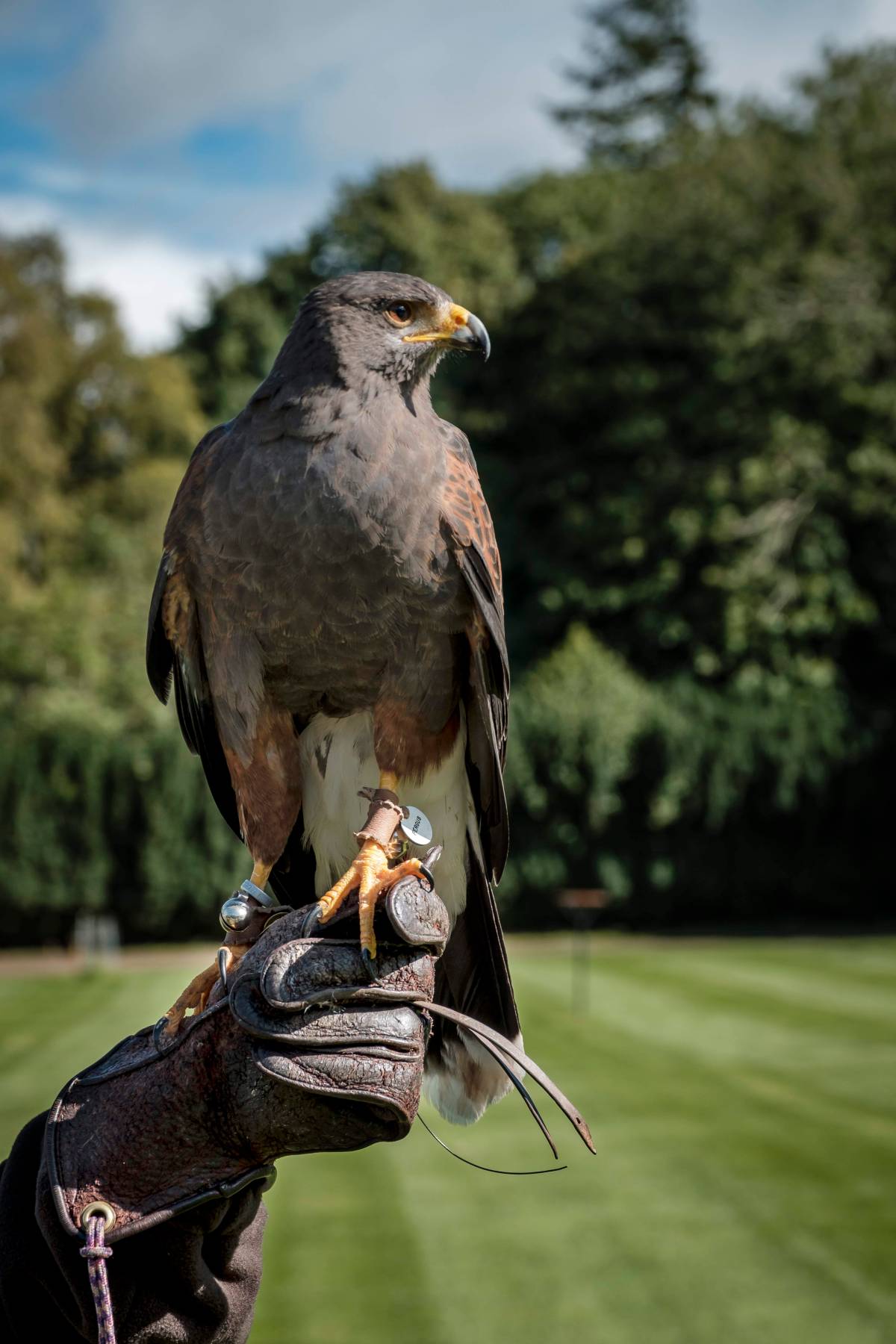 A Harris Hawk on a falconer's glove