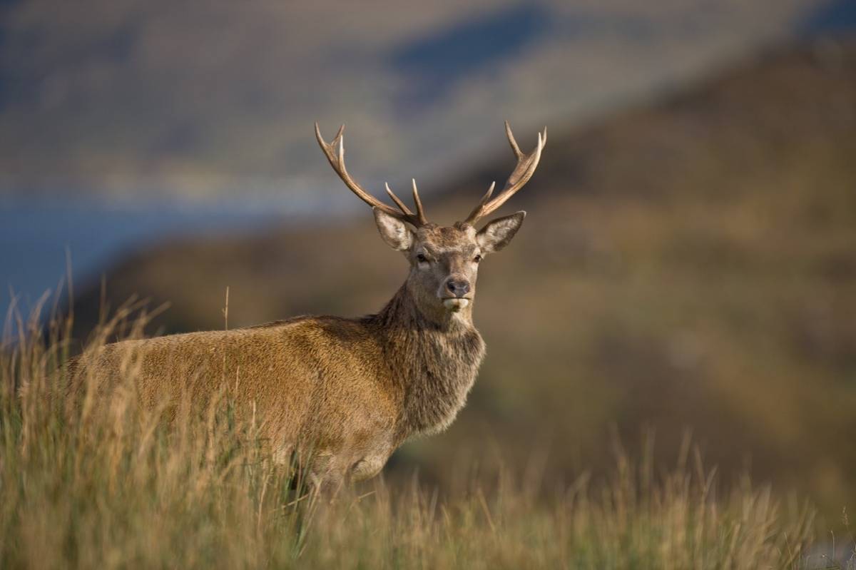A stag on a moor