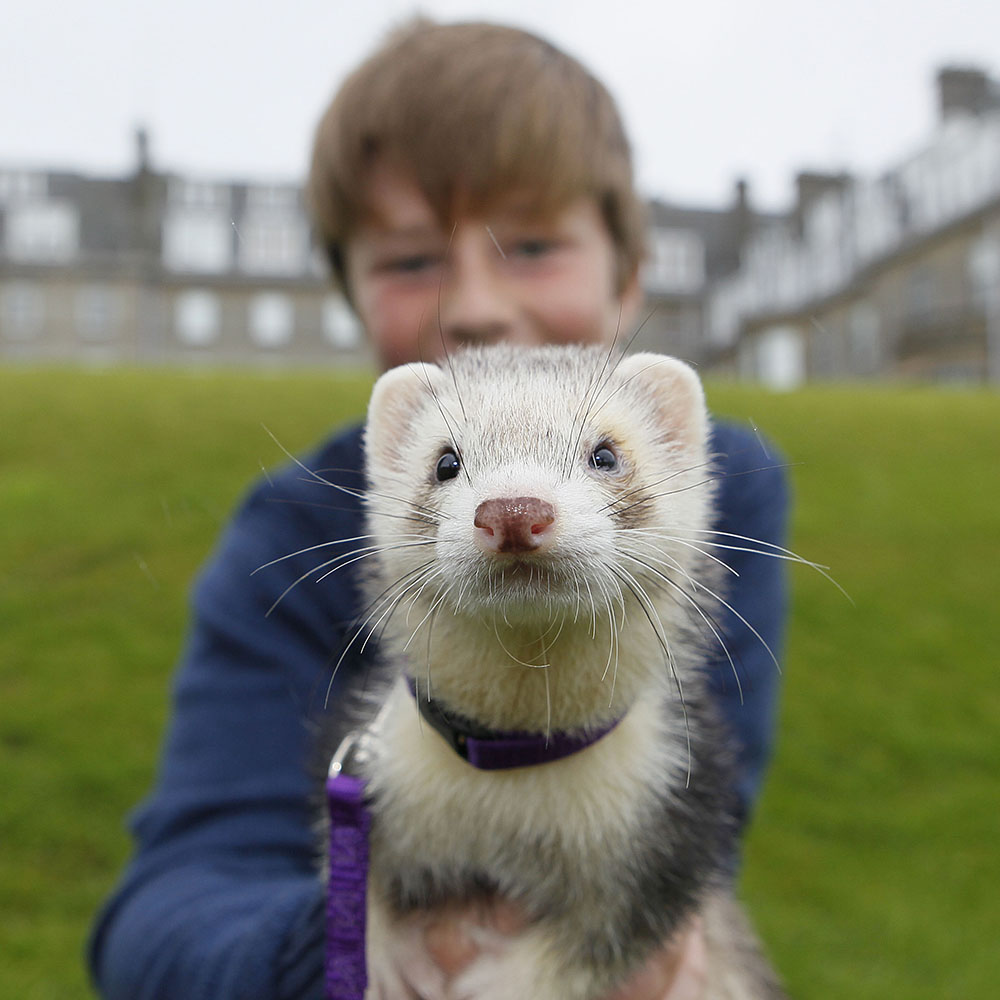 A boy holding a ferret