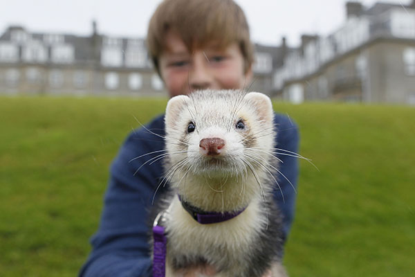 A boy holding a ferret in front of him on a lawn
