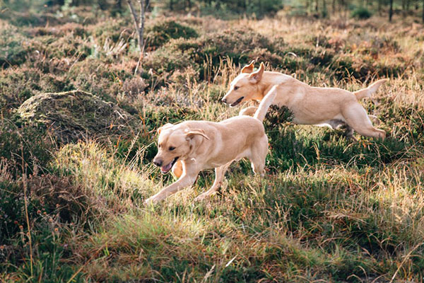 Two golden Labradors running through heather