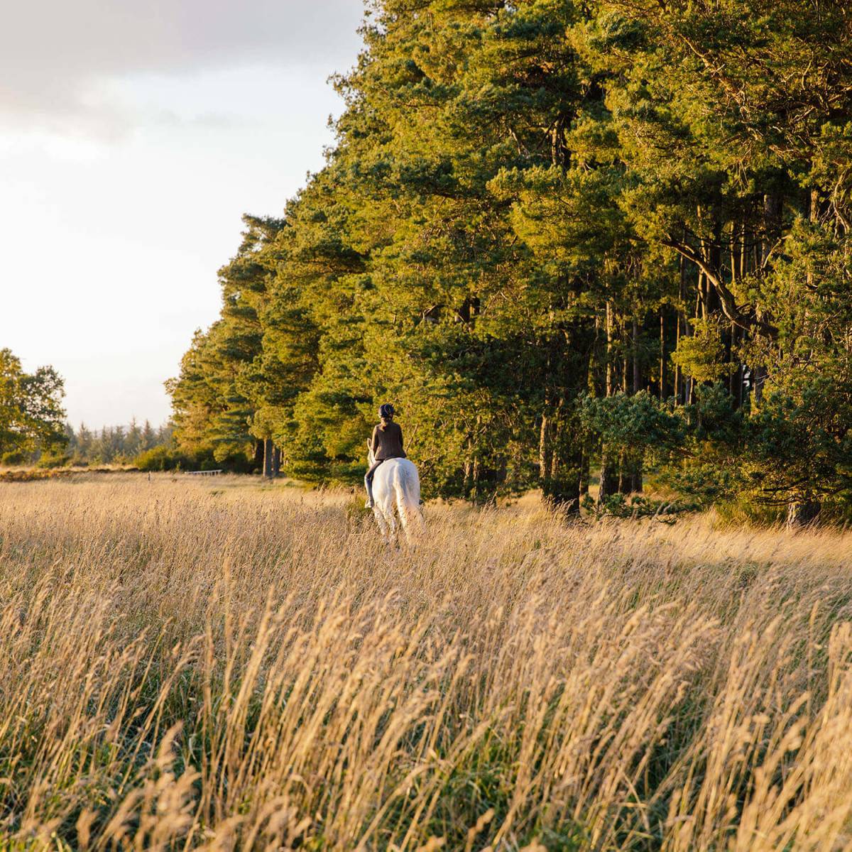 A lone horse rider riding away from camera on a trail at sunset