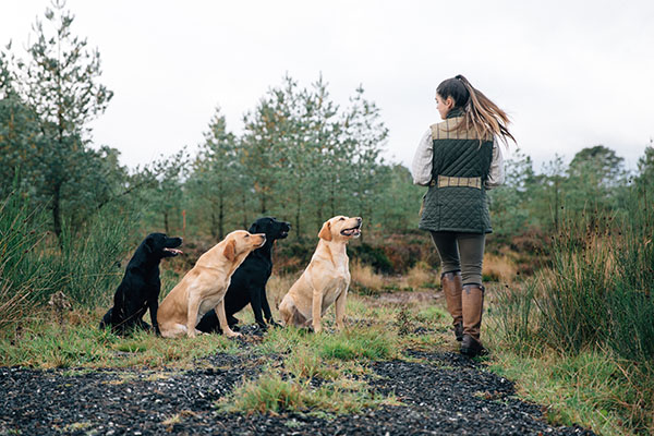 Four golden and black labradors sit patiently as their handler walks past them on a gravel track