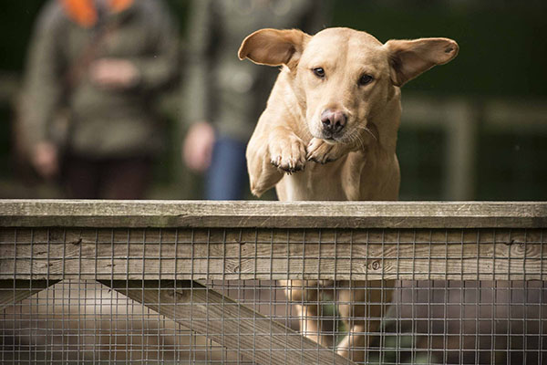 A golden labrador leaps over a fence towards the camera