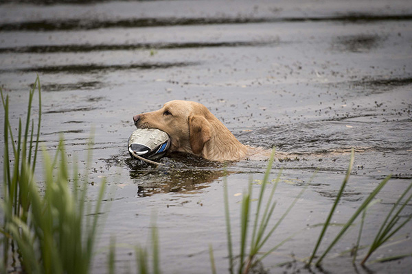 A golden Labrador swimming through a loch on a rainy day with a decoy in its mouth