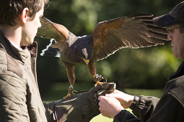 An instructor shows a guest how to hold a harris hawk