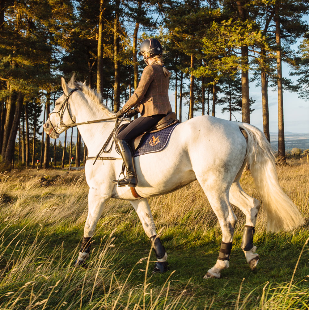 A large grey horse with rider walking into the sun