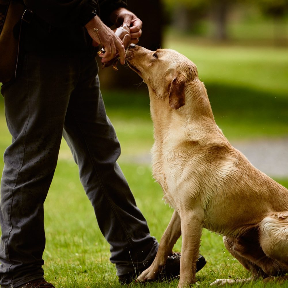 A young golden Labrador with handler
