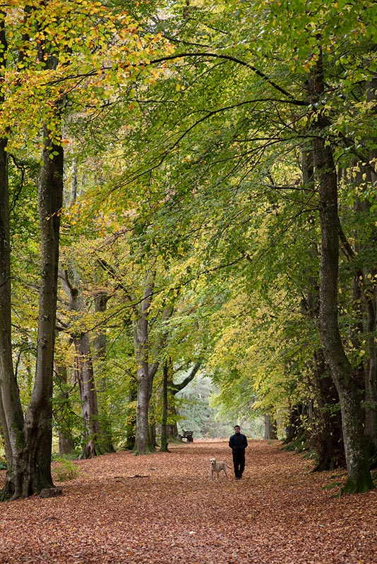 A forest with a lone walker