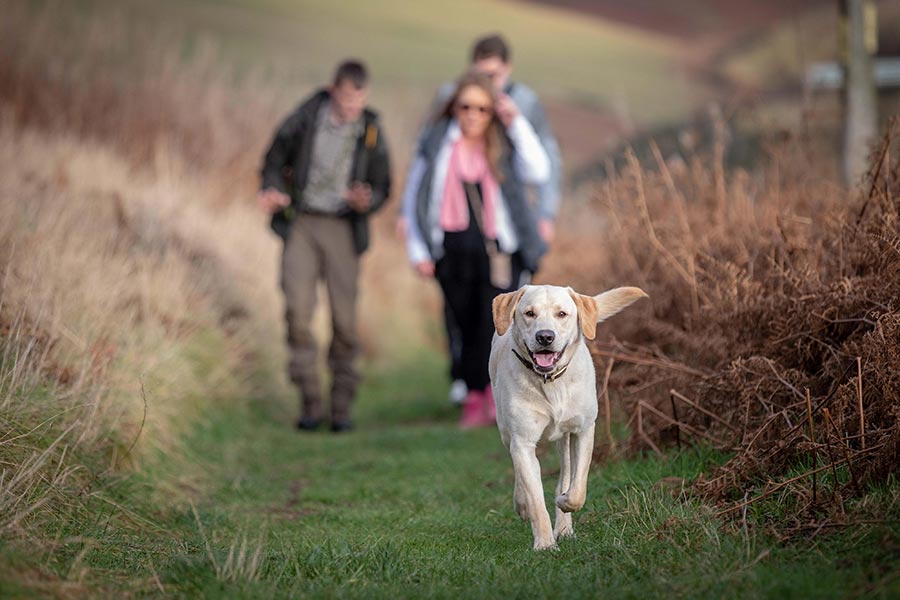 A Labrador running with a family