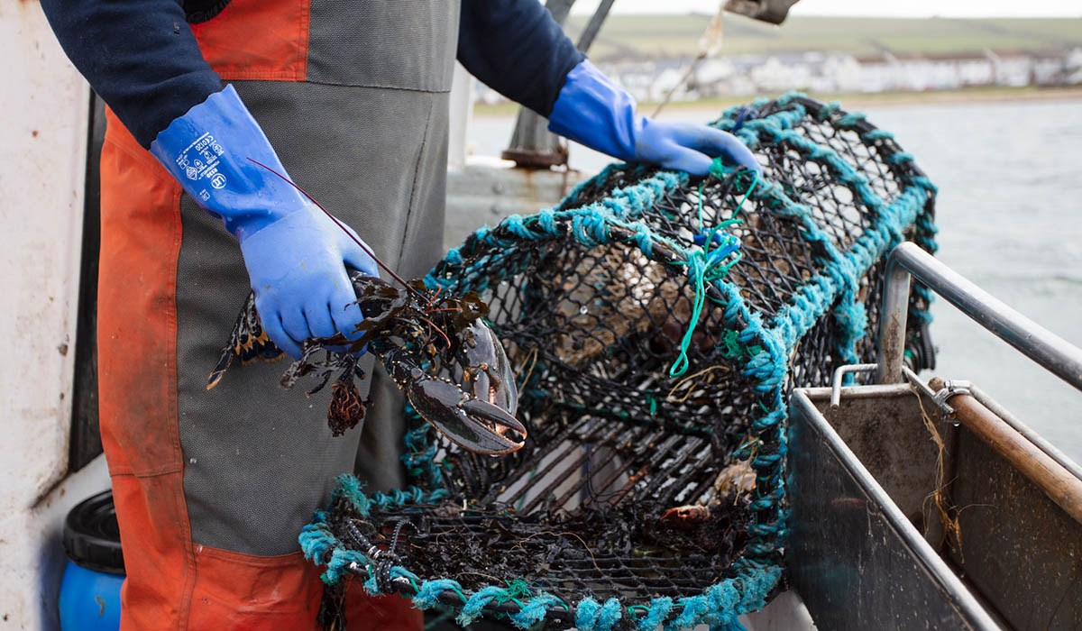 A fisherman taking a lobster out of a pot on a fishing boat