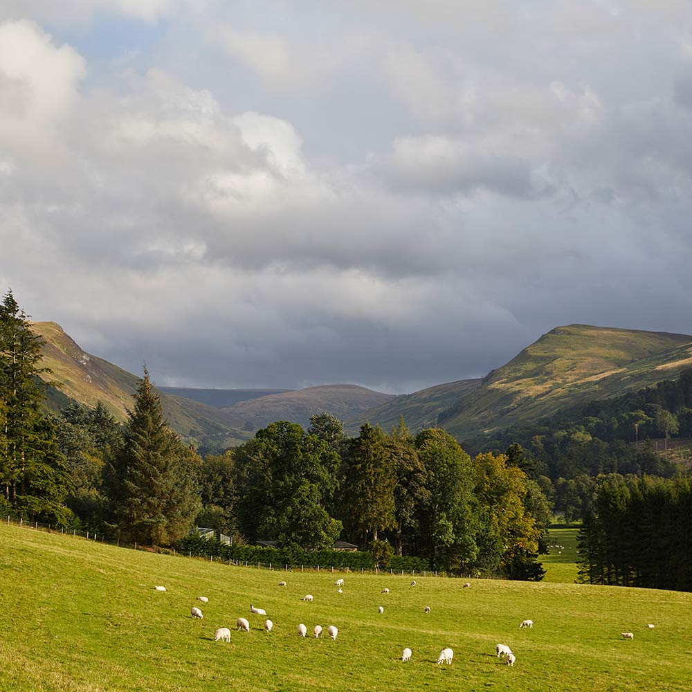 Sheep in a field with trees and Glendevon in the background near Gleneagles