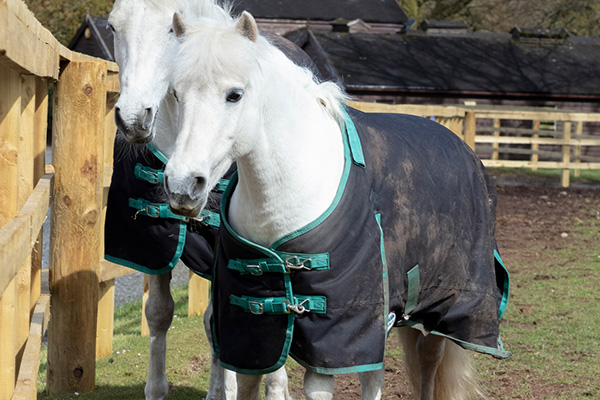 Horses at Gleneagles