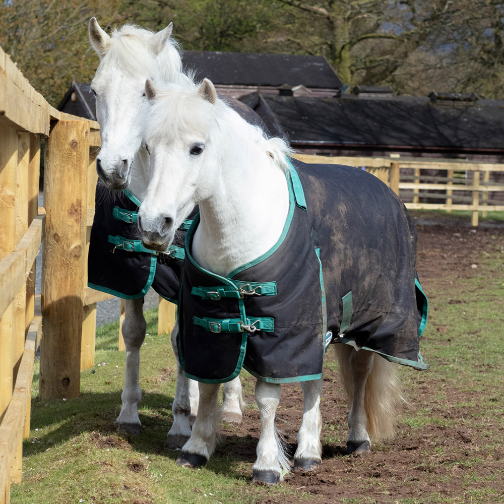 Horses with rugs