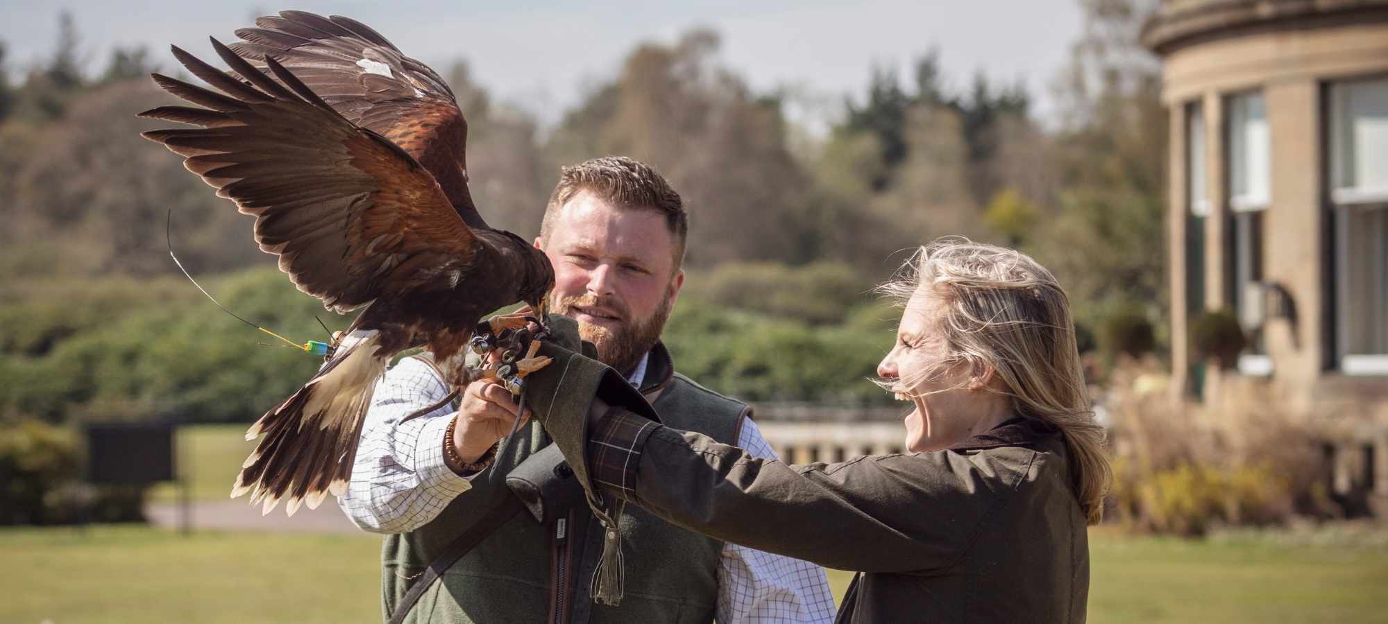 Falconry experience