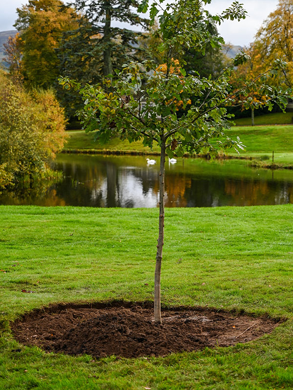A tree planted at Gleneagles for the Queen's Green Canopy