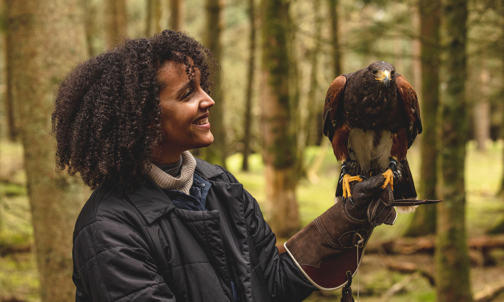Welcoming Our Newest Harris Hawk Chick at Gleneagles