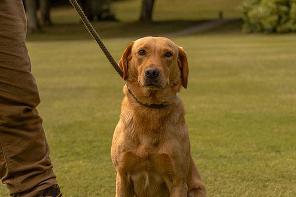 Golden Labrador Gundog looking forward